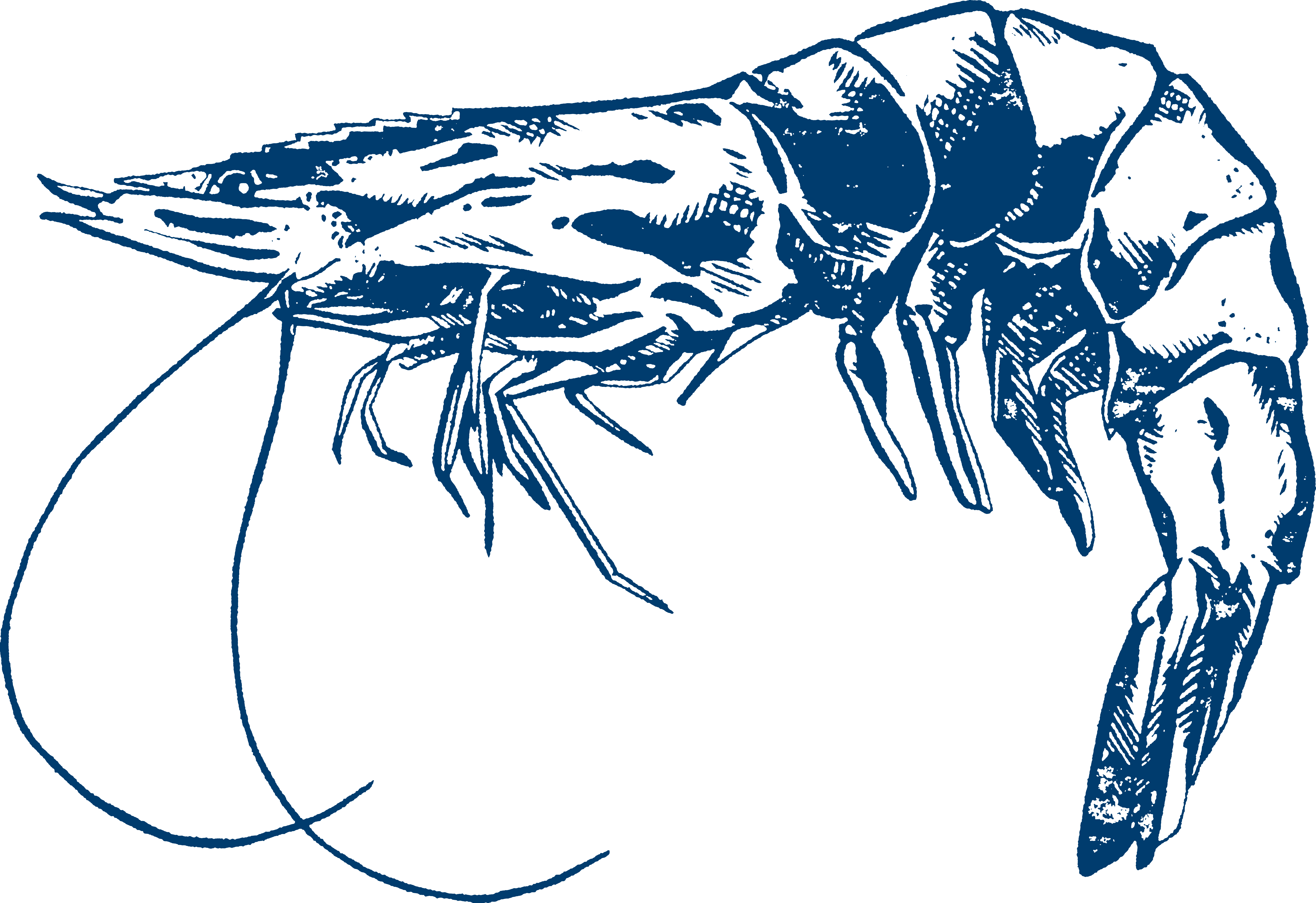 Illustration of Whiteleg Shrimp
