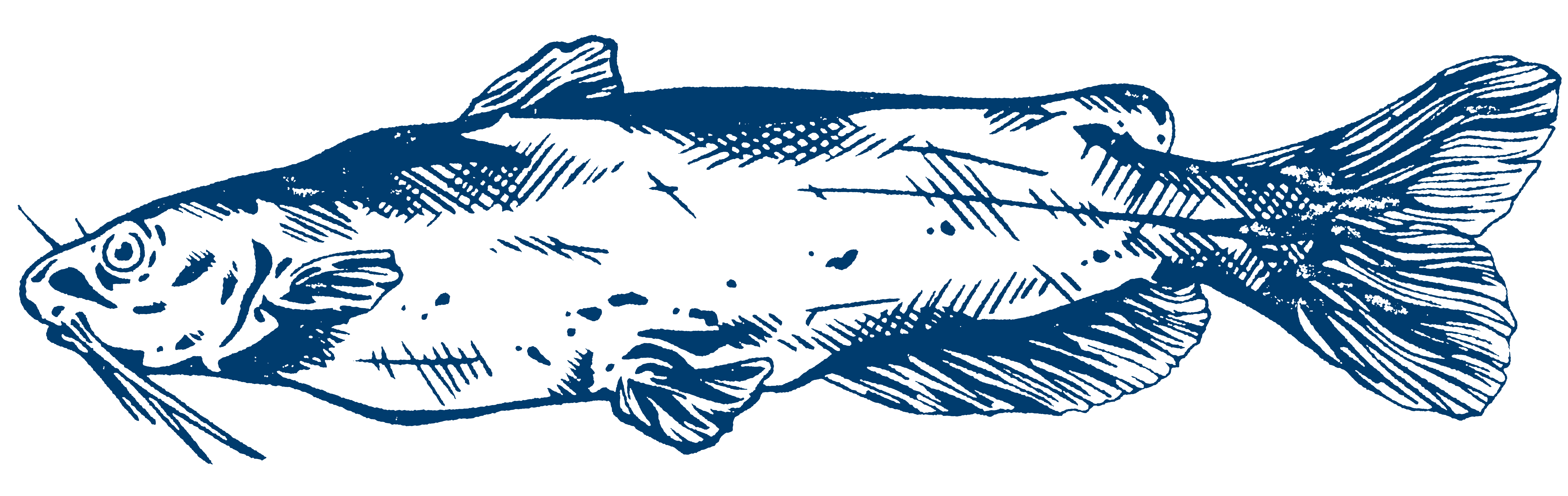 Illustration of Farmed Catfish