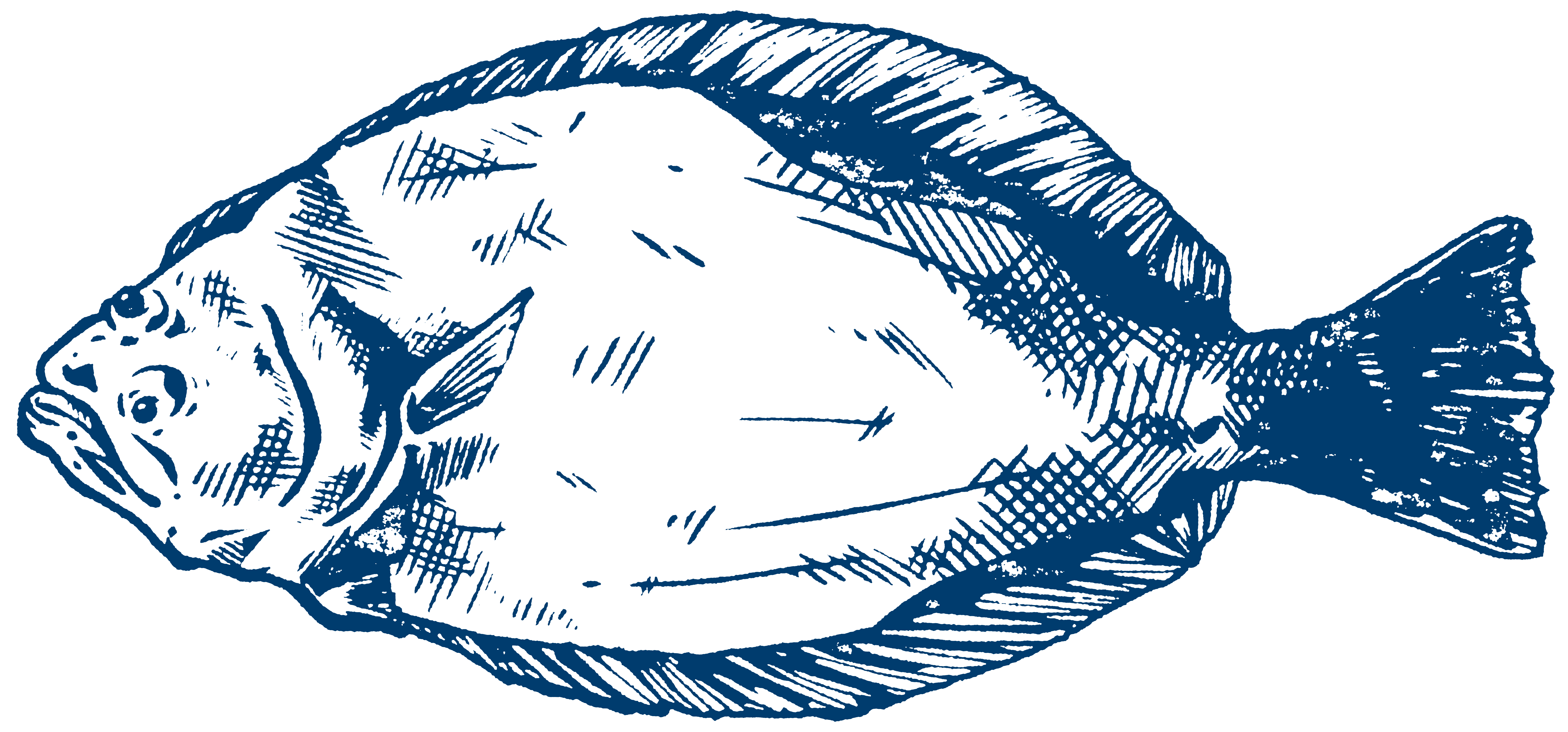 Illustration of Flounder