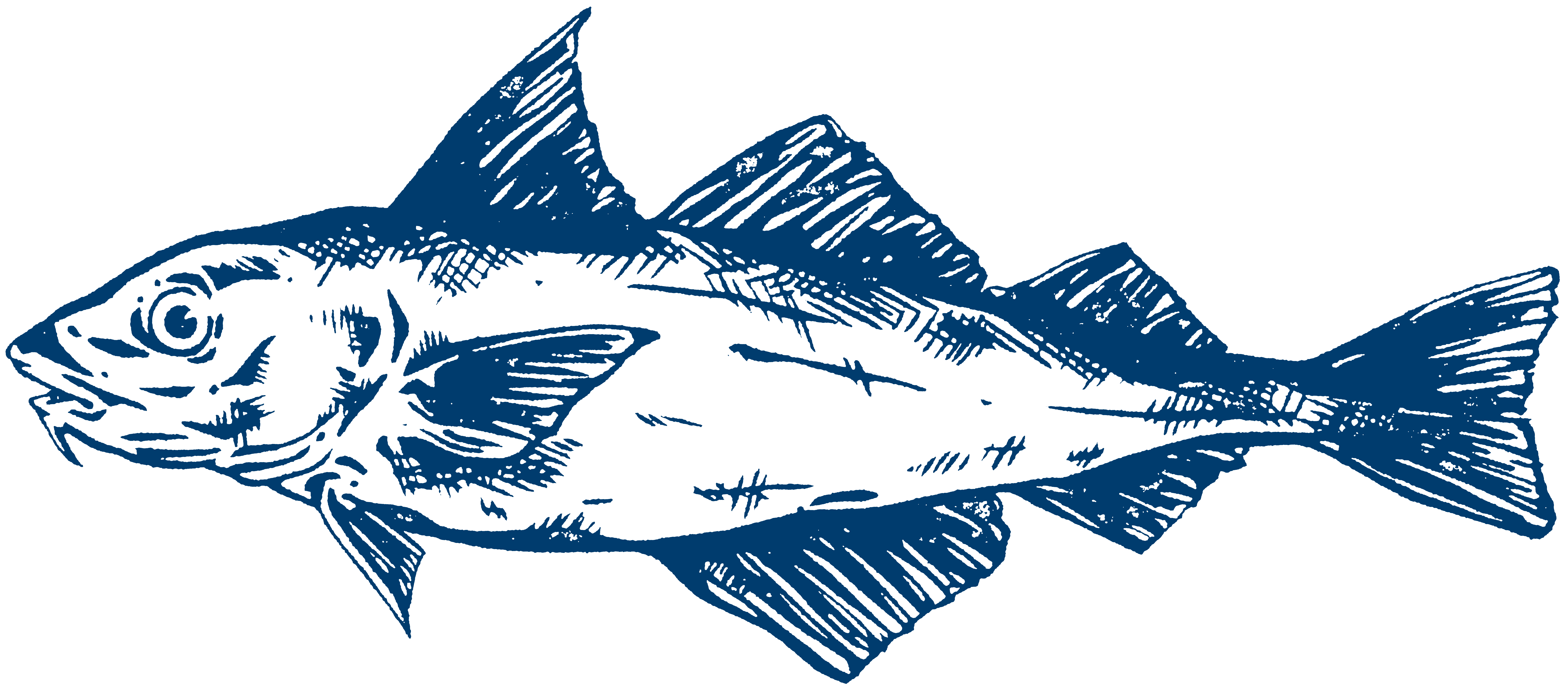 Illustration of Haddock