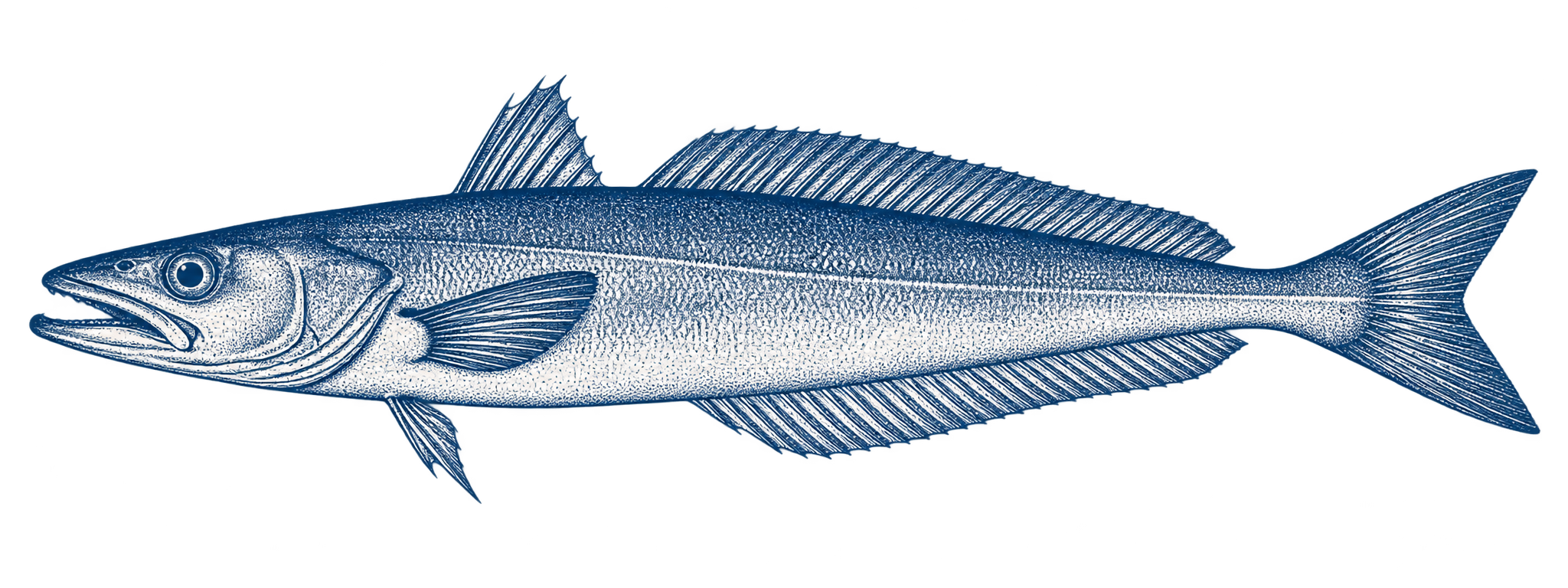 Illustration of Hake
