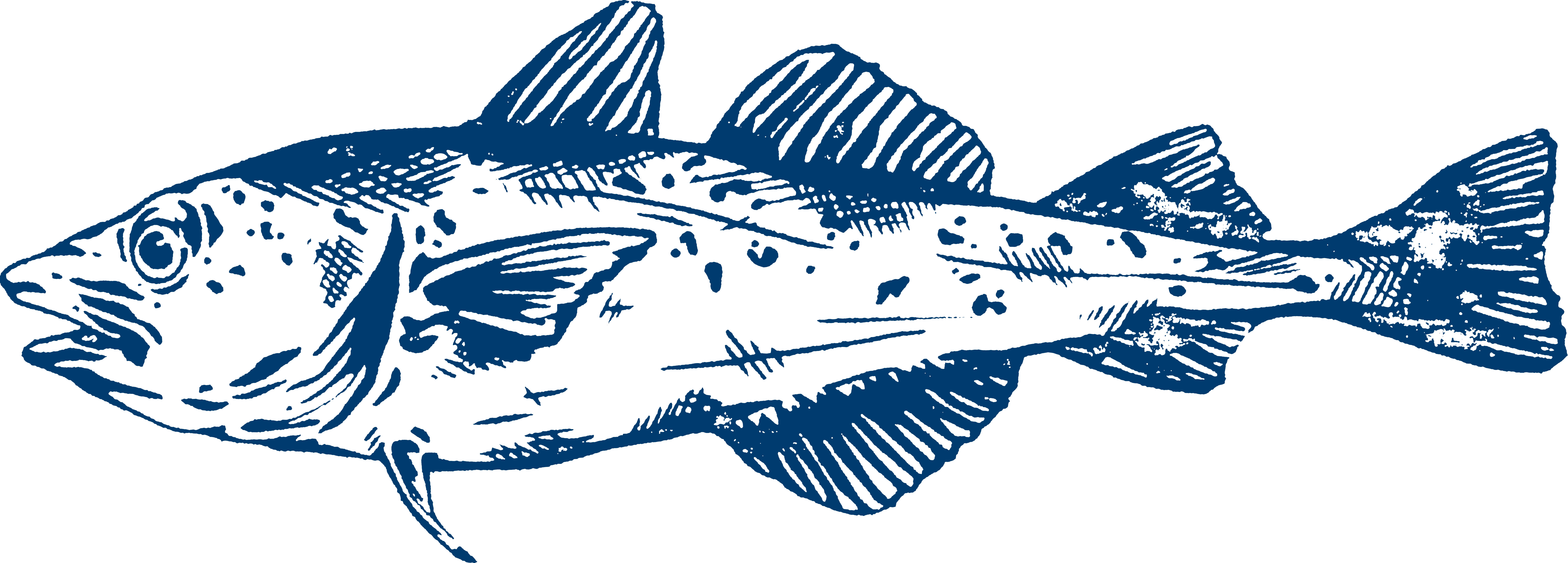Illustration of Pacific + Atlantic Cod