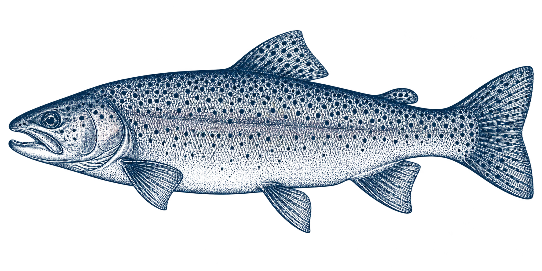 Illustration of Rainbow Trout