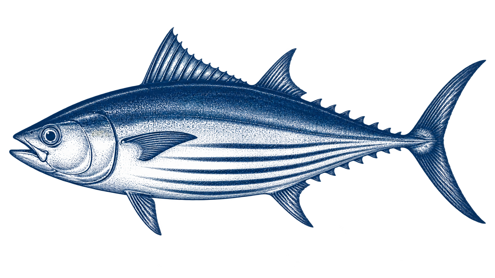 Illustration of Skipjack Tuna
