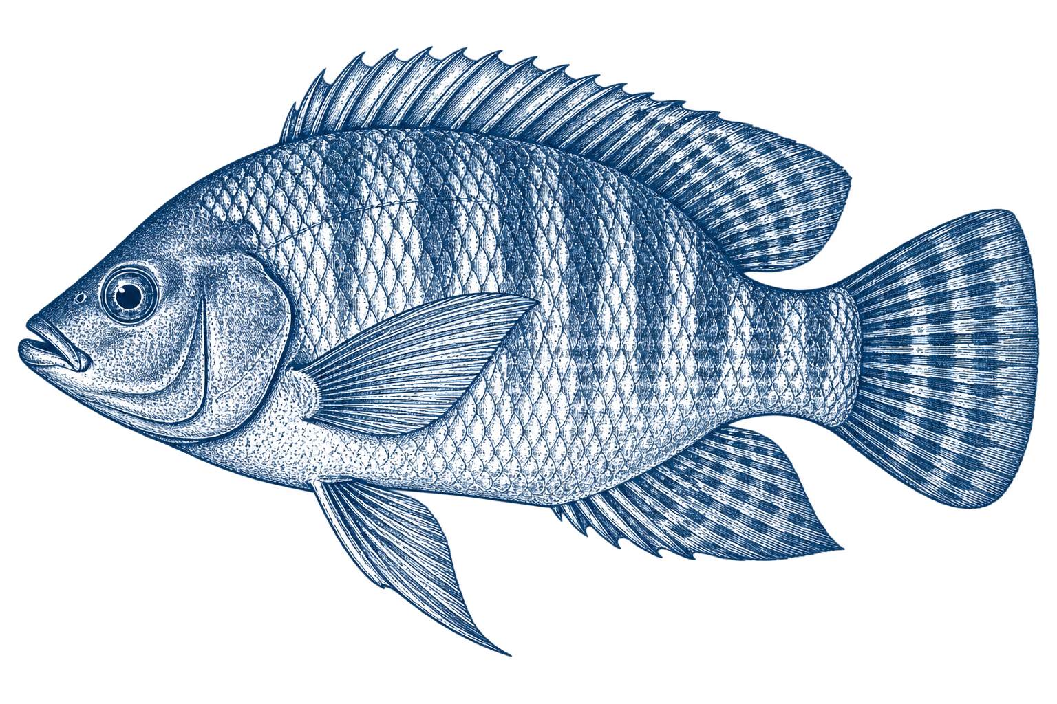 Illustration of Tilapia
