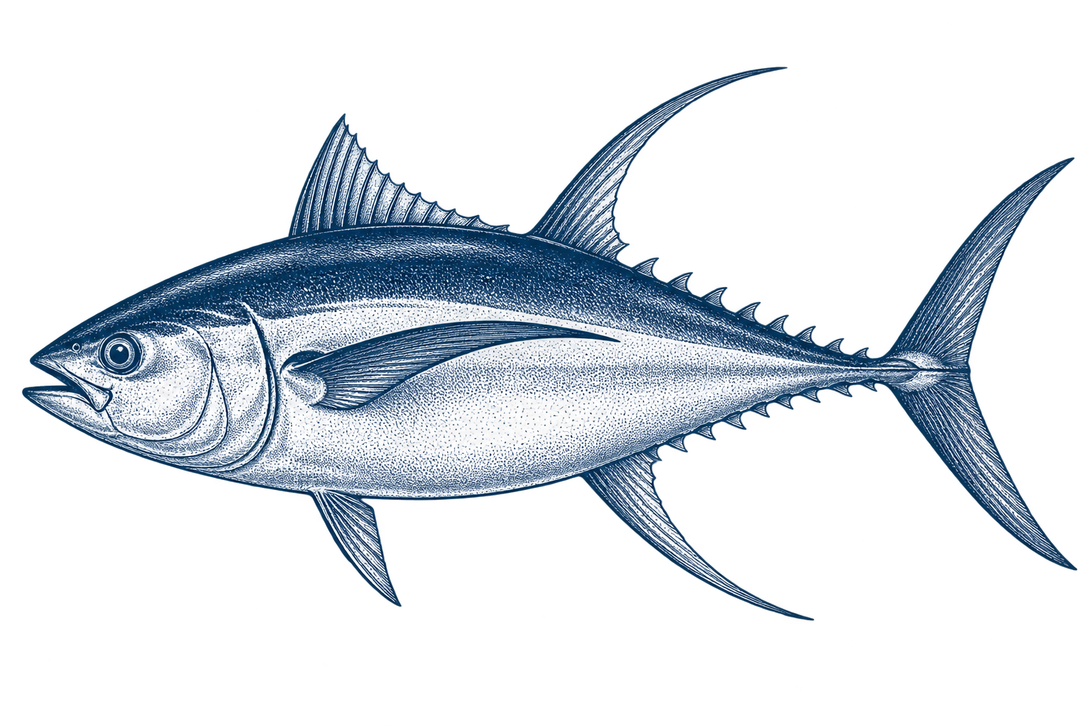 Illustration of Yellowfin Tuna